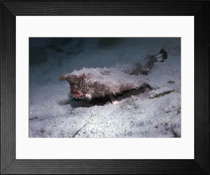 Framed Print : Bat fish - quite different to the Indo-pacific Bat fish this ugly fellow lives on the sand and uses his strange legs to run awat across the bottom when danger is nearby Framed Print : Bat fish - quite different to the Indo-pacific Bat fish this ugly fellow lives on the sand and uses his strange legs to run awat across the bottom when danger is nearby