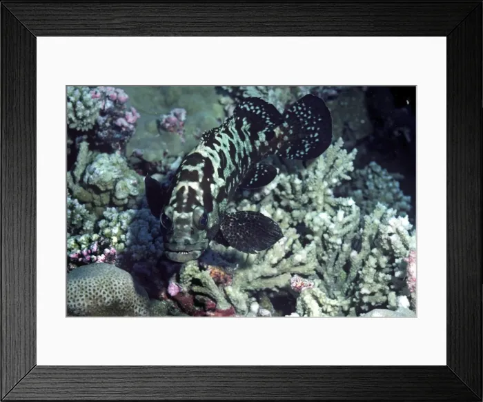 Framed Print : Camouflage Rockcod - taken as a food fish this cod grows up to 61cm. Because of its curiosity it is easily speared. Papua New Guinea Framed Print : Camouflage Rockcod - taken as a food fish this cod grows up to 61cm. Because of its curiosity it is easily speared. Papua New Guinea