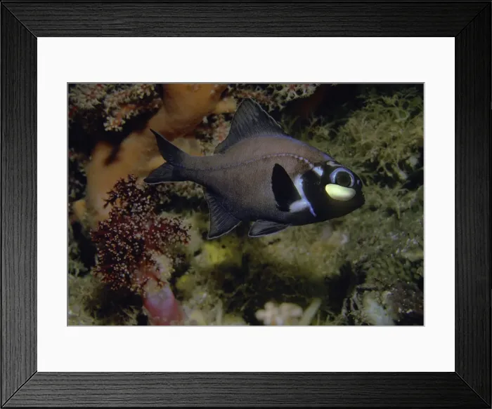 Framed Print : Flashlight fish - These fish have a symbiotic bacterium that produces the light as a by product of metabolism. They are totally nocturnal living by day in deep caves. Banda Sea. Indonesia Framed Print : Flashlight fish - These fish have a symbiotic bacterium that produces the light as a by product of metabolism. They are totally nocturnal living by day in deep caves. Banda Sea. Indonesia