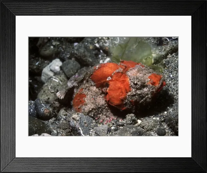 Framed Print : Humpback Scorpionfish - extroardinarily variable even in the same habitat. often encrusted with algae or sponge growths. The fish pictured appears to have both sponges and algae over its body. Papua New Guinea Framed Print : Humpback Scorpionfish - extroardinarily variable even in the same habitat. often encrusted with algae or sponge growths. The fish pictured appears to have both sponges and algae over its body. Papua New Guinea