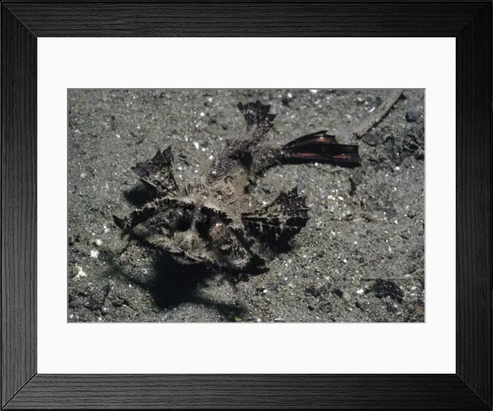 Framed Print : Ambon Scorpionfish - crawls rather than swims, found in debris usually in pairs, Long horns above eyes give litter like apperance. Indonesia Framed Print : Ambon Scorpionfish - crawls rather than swims, found in debris usually in pairs, Long horns above eyes give litter like apperance. Indonesia