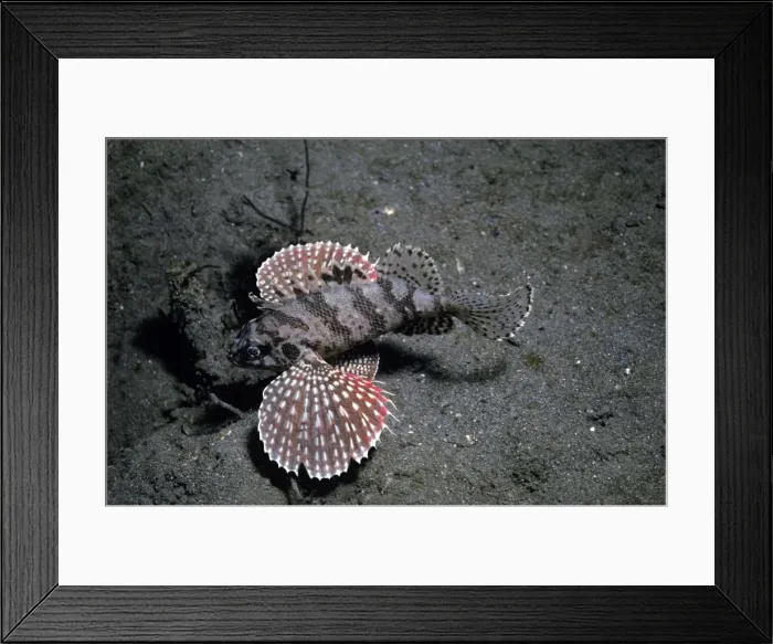 Framed Print : Buttetfly Wing Scorpionfish - this fish can not be found in any scientific book. the photographer has only seen it once on the black sand of Bali. She has called it the Butterfly Wing scorpion fish because of its beautiful pectoral fins Framed Print : Buttetfly Wing Scorpionfish - this fish can not be found in any scientific book. the photographer has only seen it once on the black sand of Bali. She has called it the Butterfly Wing scorpion fish because of its beautiful pectoral fins