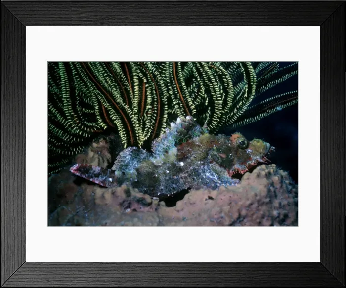 Framed Print : Smallscale Scorpionfish -toxic spined fish rests in a barrel sponge waiting for its prey. Indonesia Framed Print : Smallscale Scorpionfish -toxic spined fish rests in a barrel sponge waiting for its prey. Indonesia