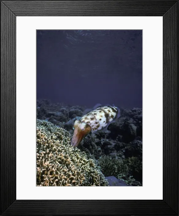 Framed Print : Cuttlefish, Sepia latimanus. Female laying eggs in a fire coral where she will stand guard until they hatch. After the hatching is safely over she will die. Great Barrier Reef Framed Print : Cuttlefish, Sepia latimanus. Female laying eggs in a fire coral where she will stand guard until they hatch. After the hatching is safely over she will die. Great Barrier Reef
