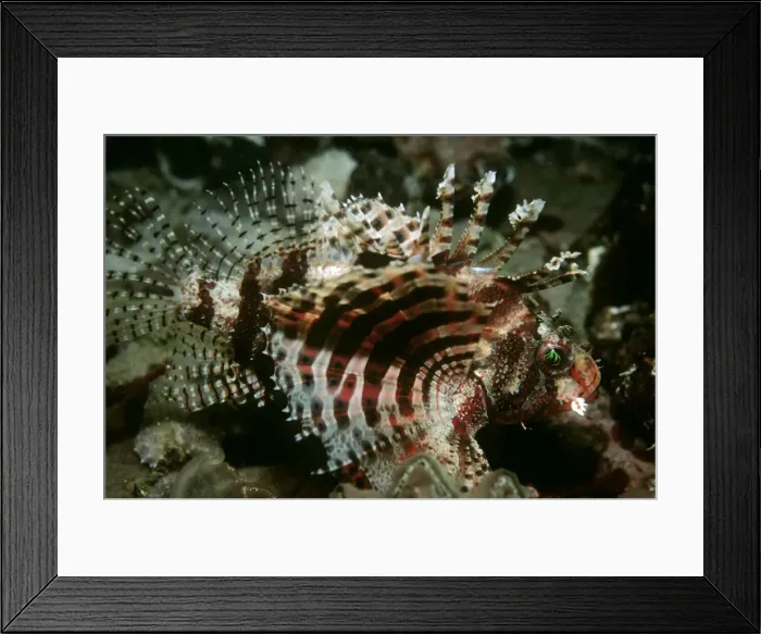 Framed Print : Dwarf Lionfish - unlike its larger relitives this tiny fish lives mainly on crustations. Papua New Guinea Framed Print : Dwarf Lionfish - unlike its larger relitives this tiny fish lives mainly on crustations. Papua New Guinea