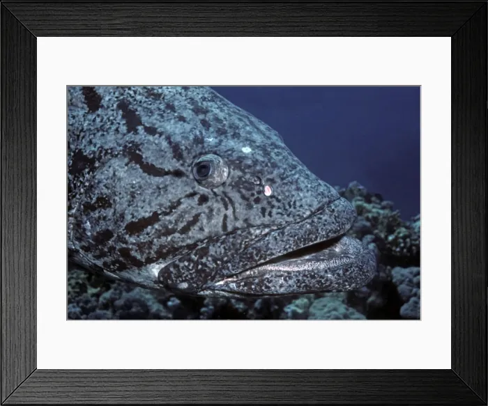 Framed Print : Potato-cod - this fish are generaly found in family groups living in a chosen area which makes them a fine fish for divers to interact with. Cod Hole, Great Barrier Reef, Australia Framed Print : Potato-cod - this fish are generaly found in family groups living in a chosen area which makes them a fine fish for divers to interact with. Cod Hole, Great Barrier Reef, Australia