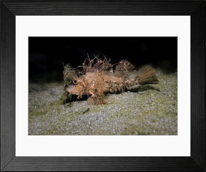 Framed Print : Ambon scorpionfish - this little fish seems to be similar to Amboinensis. Heavily coated with strange appendages it was not easily seen. It does however and a similar mouth. Secret Bay Bali, Komodo, Indonesia Framed Print : Ambon scorpionfish - this little fish seems to be similar to Amboinensis. Heavily coated with strange appendages it was not easily seen. It does however and a similar mouth. Secret Bay Bali, Komodo, Indonesia