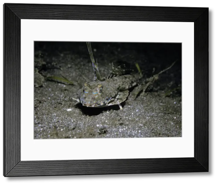 Framed Print : Fingered Dragonet - Male. These strange fish live on weedy or sandy bottoms where they walk around using their arm like pectoral fins as legs. They are very difficult to find. Papua New Guinea Framed Print : Fingered Dragonet - Male. These strange fish live on weedy or sandy bottoms where they walk around using their arm like pectoral fins as legs. They are very difficult to find. Papua New Guinea