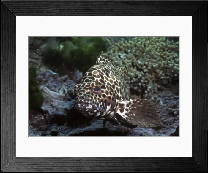 Framed Print : Honeycomb cod - common along most coral reefs. Heron Island, Australia Framed Print : Honeycomb cod - common along most coral reefs. Heron Island, Australia