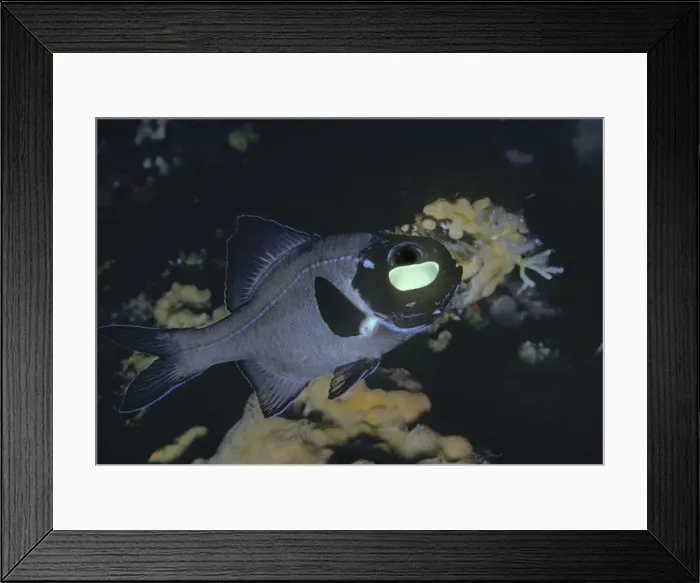 Framed Print : Flashlight Fish - These fish have a symbiotic bacterium that produces the light as a by product of metabolism. They are totally nocturnal living by day in deep caves. Banda Sea. Indonesia Framed Print : Flashlight Fish - These fish have a symbiotic bacterium that produces the light as a by product of metabolism. They are totally nocturnal living by day in deep caves. Banda Sea. Indonesia