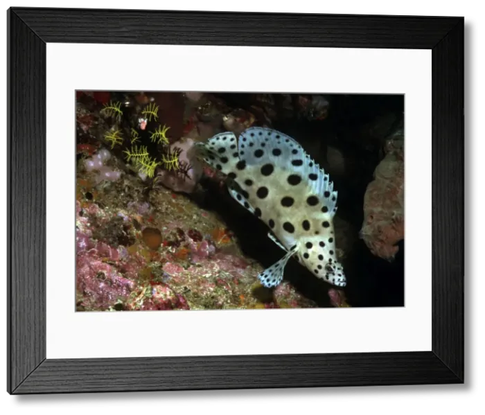 Framed Print : Barramundi cod - juvenile. This fish is considered one of the best food fish in the tropical seas. It is secretive by nature but divers hunt then down because they bring a high price in the Asian markets. Indonesia Framed Print : Barramundi cod - juvenile. This fish is considered one of the best food fish in the tropical seas. It is secretive by nature but divers hunt then down because they bring a high price in the Asian markets. Indonesia