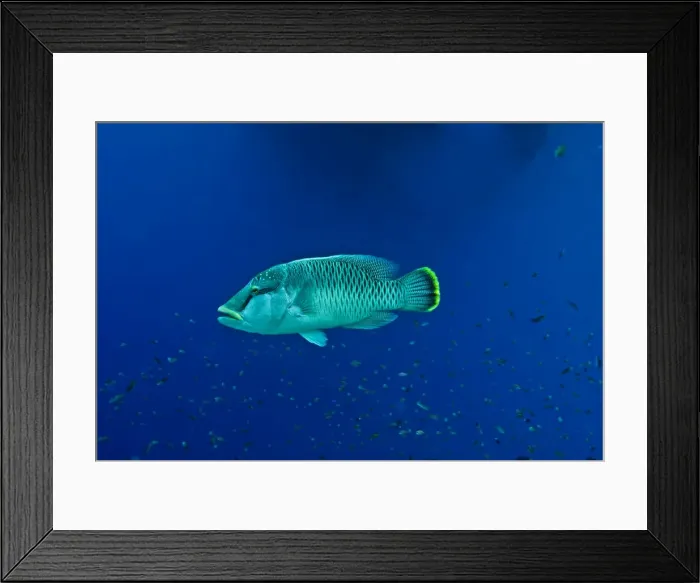 Framed Print : Maori Wrasse / Humpheaded Wrasse - female - All this family of fish are born female. They change sex when mature and can defend a harem of females from other males - Papua New Guinea Framed Print : Maori Wrasse / Humpheaded Wrasse - female - All this family of fish are born female. They change sex when mature and can defend a harem of females from other males - Papua New Guinea