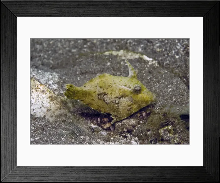 Framed Print : Shortsnout filefish - Found in protected habitats generally on open silty bottoms, this species comes in a varity of colours and patterns. Bali, Indonesia Framed Print : Shortsnout filefish - Found in protected habitats generally on open silty bottoms, this species comes in a varity of colours and patterns. Bali, Indonesia