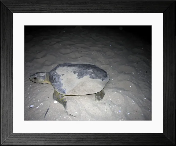 Framed Print : Flatback turtle - A female flatback comes out of the water to lay her eggs. Found nesting on only a few isolated off shore islands. Flatbacks are the rarest sea turtles in the world - Crab Island, Queensland Australia Framed Print : Flatback turtle - A female flatback comes out of the water to lay her eggs. Found nesting on only a few isolated off shore islands. Flatbacks are the rarest sea turtles in the world - Crab Island, Queensland Australia
