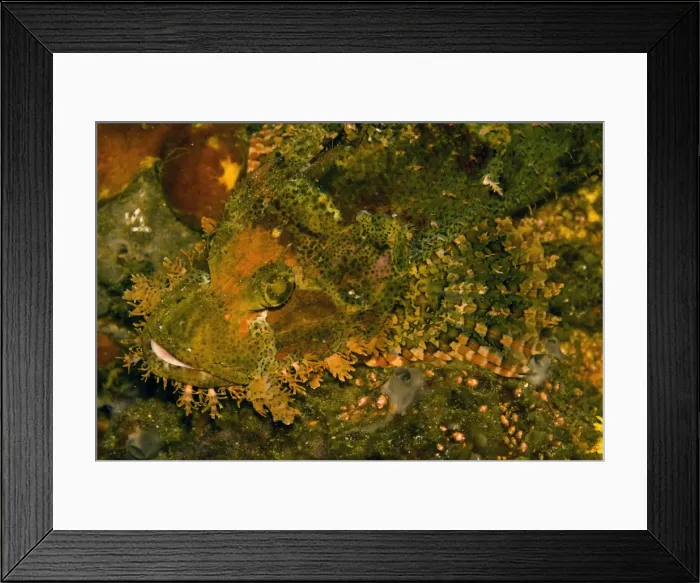 Framed Print : Poss Scorpionfish - Usually found sitting on rocky reefs or on a coral bottom. Spines have a toxic coating - Komodo, Indonesia Framed Print : Poss Scorpionfish - Usually found sitting on rocky reefs or on a coral bottom. Spines have a toxic coating - Komodo, Indonesia