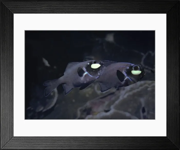 Framed Print : Flashlightfish - These fish have a symbiotic bacterium that produces the light as a by product of metabolism. They are totally nocturnal living by day in deep caves. Banda Sea. Indonesia Framed Print : Flashlightfish - These fish have a symbiotic bacterium that produces the light as a by product of metabolism. They are totally nocturnal living by day in deep caves. Banda Sea. Indonesia