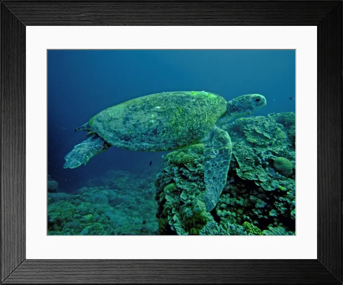 Framed Print : Green Turtle - A female drifting along the reef edge waiting for high tide to go ashore and lay her eggs. Note the barnacles. They are only found growing on a sea turtle's shell. Raine Island, Great Barrier Reef, Australia