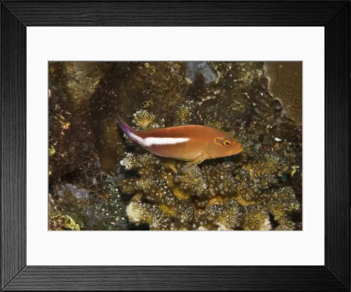 Framed Print : Arc-eye Hawkfish - Usually seen perched on coral watching out for small fishes it's most common prey - Papua New Guinea Framed Print : Arc-eye Hawkfish - Usually seen perched on coral watching out for small fishes it's most common prey - Papua New Guinea