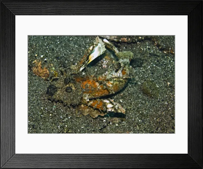 Framed Print : Ghoulfish - An evil member of the scorpion fish family. It's venomous spines can inflict a very painful wound - Komodo, Indonesia Framed Print : Ghoulfish - An evil member of the scorpion fish family. It's venomous spines can inflict a very painful wound - Komodo, Indonesia