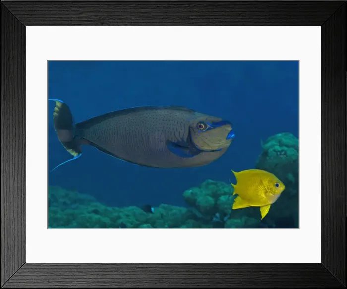 Framed Print : Big nose unicornfish - Male - flaring his courting colours this male flirts with the females in his area. He can turn his brilliant blue on and off in a second. With Yellow Chromis (Chromis analis) - Papua New Guinea Framed Print : Big nose unicornfish - Male - flaring his courting colours this male flirts with the females in his area. He can turn his brilliant blue on and off in a second. With Yellow Chromis (Chromis analis) - Papua New Guinea