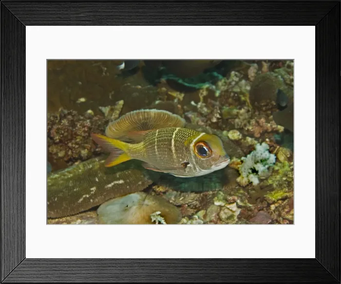 Framed Print : Redfin Emperor - Rarely exceeds 30cm in length. Usually seen hovering above the coral rubble - Papua New Guinea Framed Print : Redfin Emperor - Rarely exceeds 30cm in length. Usually seen hovering above the coral rubble - Papua New Guinea