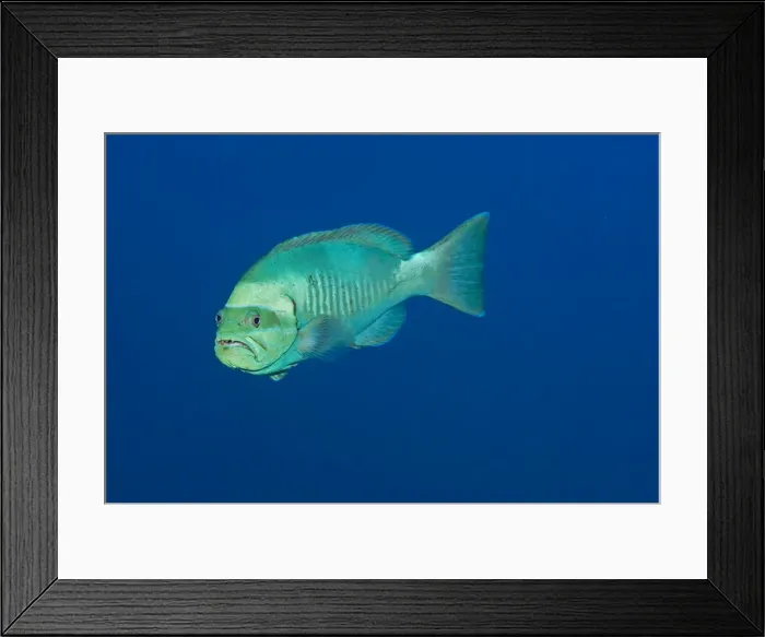 Framed Print : Splinderspine Grouper - This fish goes through several colour changes. While not commonly seen it's range takes in both the Indian Ocean and the Pacific. Papua New Guinea Framed Print : Splinderspine Grouper - This fish goes through several colour changes. While not commonly seen it's range takes in both the Indian Ocean and the Pacific. Papua New Guinea