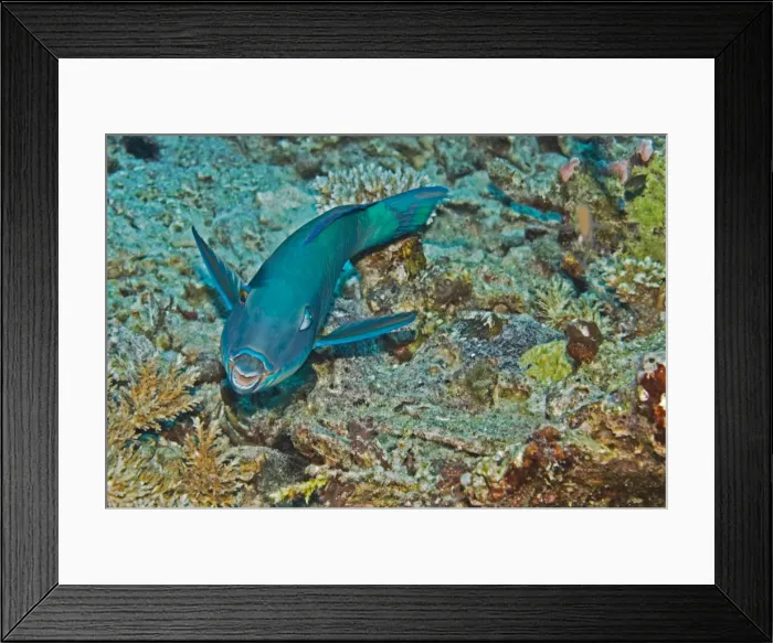 Framed Print : Redtail Parrotfish - One of the most wary of parrotfishes, The terminal male is bright yellow with pink touches. Note how one eye looks at the photographer and the other towatds the rear - Papua New Guinea Framed Print : Redtail Parrotfish - One of the most wary of parrotfishes, The terminal male is bright yellow with pink touches. Note how one eye looks at the photographer and the other towatds the rear - Papua New Guinea
