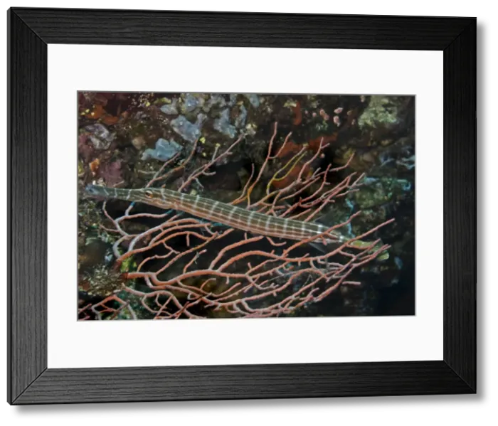 Framed Print : Trumpetfish - This fish is hiding in the coral waiting for a smaller fish to swim by. It will then dart forward at great speed and suck the prey item in - Papua New Guinea Framed Print : Trumpetfish - This fish is hiding in the coral waiting for a smaller fish to swim by. It will then dart forward at great speed and suck the prey item in - Papua New Guinea