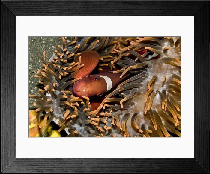 Framed Print : Tomato Anemone Fish. This clown fish has a spine on its cheek. Sometimes it is called a spinecheek Indonesia Framed Print : Tomato Anemone Fish. This clown fish has a spine on its cheek. Sometimes it is called a spinecheek Indonesia