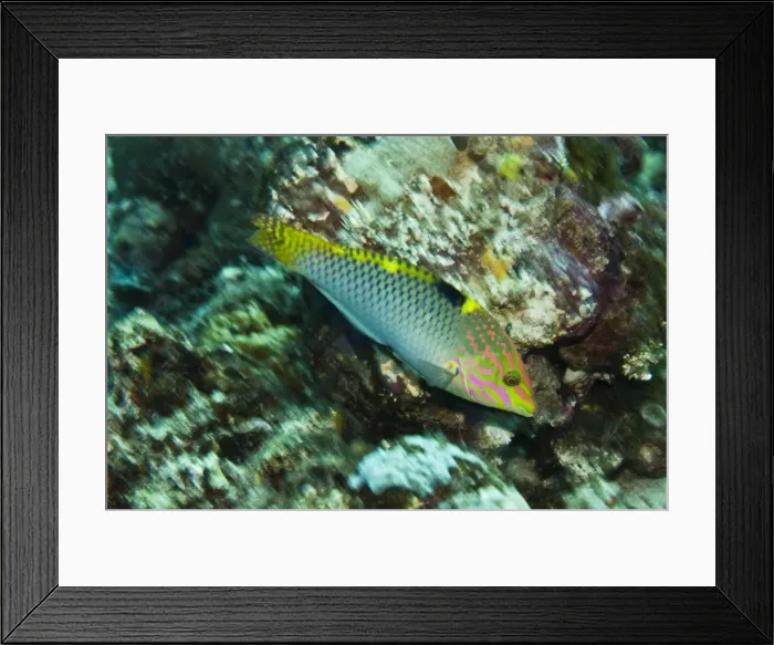 Framed Print : Tricolor Wrasse - Uncommon and hard to photograph - Papua New Guinea Framed Print : Tricolor Wrasse - Uncommon and hard to photograph - Papua New Guinea