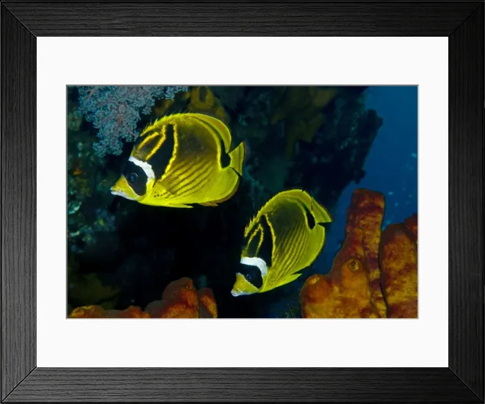 Framed Print : Racoon Butterflyfish Generally seen in pairs this fish can also at time aggregate in large groups possibly when feeding. Indonesia Framed Print : Racoon Butterflyfish Generally seen in pairs this fish can also at time aggregate in large groups possibly when feeding. Indonesia