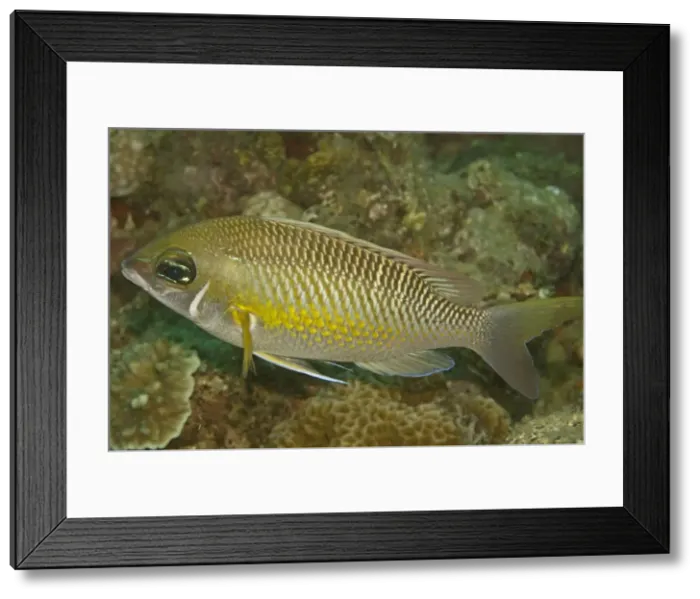 Framed Print : Pearly Monocle-bream - Not very common, this fish appears to eat algae from coral rubble - Komodo Indonesia Framed Print : Pearly Monocle-bream - Not very common, this fish appears to eat algae from coral rubble - Komodo Indonesia