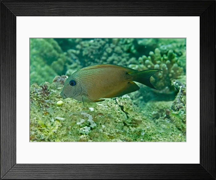 Framed Print : Blue-spotted bristletooth / Striped-fin surgeonfish Pacific Harbour. Fiji Framed Print : Blue-spotted bristletooth / Striped-fin surgeonfish Pacific Harbour. Fiji
