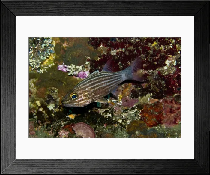 Framed Print : Large-toothed cardinalfish - A species known for brooding its eggs in its mouth. It will also hide its young in its mouth. Indonesia Framed Print : Large-toothed cardinalfish - A species known for brooding its eggs in its mouth. It will also hide its young in its mouth. Indonesia