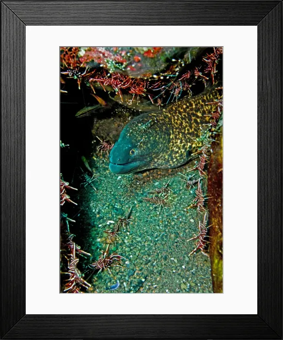 Framed Print : Yellowmargin Moray - with shrimp (Rhynchocinetes durbanensis) - Bali - Indonesia Framed Print : Yellowmargin Moray - with shrimp (Rhynchocinetes durbanensis) - Bali - Indonesia