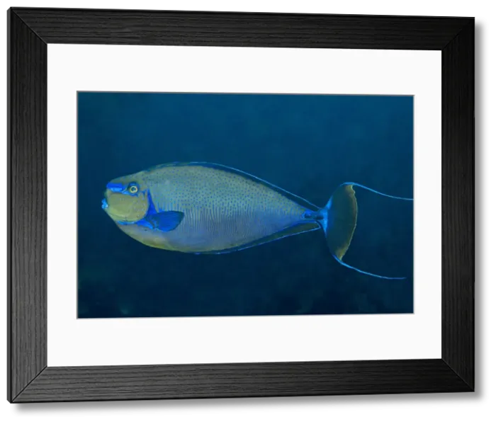 Framed Print : Big Nose Unicornefish - male flashing his mating colours (can change colour very fast if a female is nearby) Indonesia Framed Print : Big Nose Unicornefish - male flashing his mating colours (can change colour very fast if a female is nearby) Indonesia