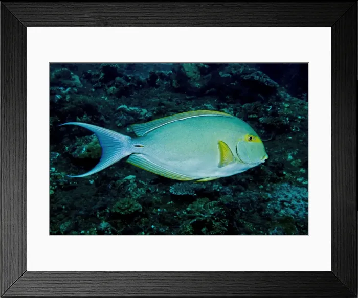 Framed Print : Yellowfin Surgeonfish - occurs throughout the Indo-Pacific region - Note caudal spine - Indonesia Framed Print : Yellowfin Surgeonfish - occurs throughout the Indo-Pacific region - Note caudal spine - Indonesia