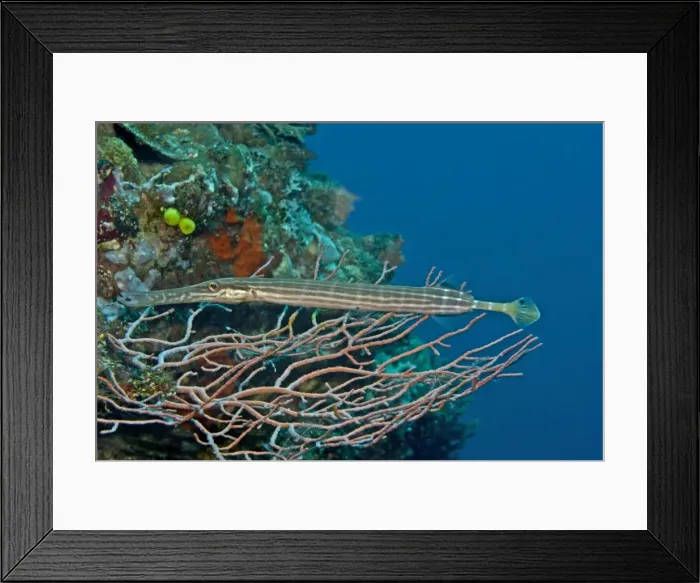 Framed Print : Trumpetfish, Aulostomus chinensis - A master of camouflage this trumpet fish is hiding in a gorgonian coral waiting for an unwary fish or shrimp to come close. Banda Indonesia Framed Print : Trumpetfish, Aulostomus chinensis - A master of camouflage this trumpet fish is hiding in a gorgonian coral waiting for an unwary fish or shrimp to come close. Banda Indonesia