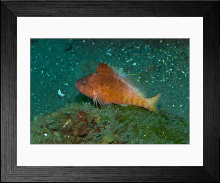 Framed Print : Swallowtail Hawkfish - found from the East coast of Africa to Northern New Zealand - not commonly seen this fish feeds well above the bottom on zooplankton - Bali - Indonesia Framed Print : Swallowtail Hawkfish - found from the East coast of Africa to Northern New Zealand - not commonly seen this fish feeds well above the bottom on zooplankton - Bali - Indonesia