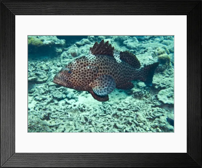 Framed Print : Dwarf Spotted Grouper - Fiji Framed Print : Dwarf Spotted Grouper - Fiji
