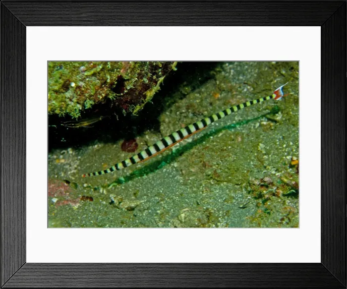 Framed Print : Ringed Pipefish - male with eggs - unique to this family is that the male takes care of the eggs and young - Indonesia Framed Print : Ringed Pipefish - male with eggs - unique to this family is that the male takes care of the eggs and young - Indonesia