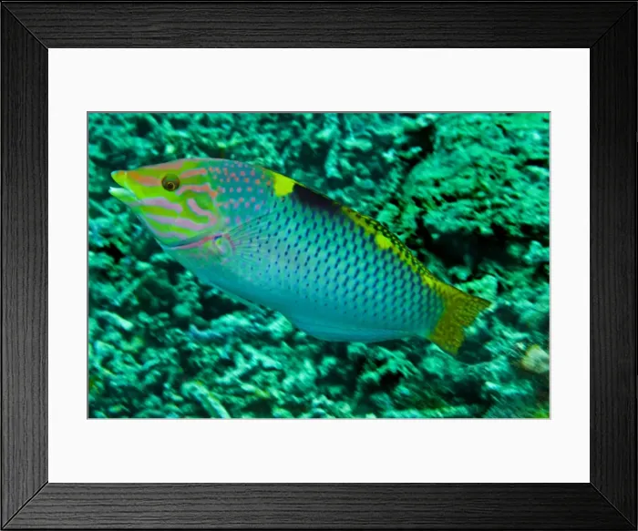Framed Print : Checkerboard Wrasse - male - Fiji Framed Print : Checkerboard Wrasse - male - Fiji