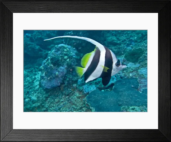Framed Print : Longfin Bannerfish - Indo-pacific tropical waters - Fiji Framed Print : Longfin Bannerfish - Indo-pacific tropical waters - Fiji