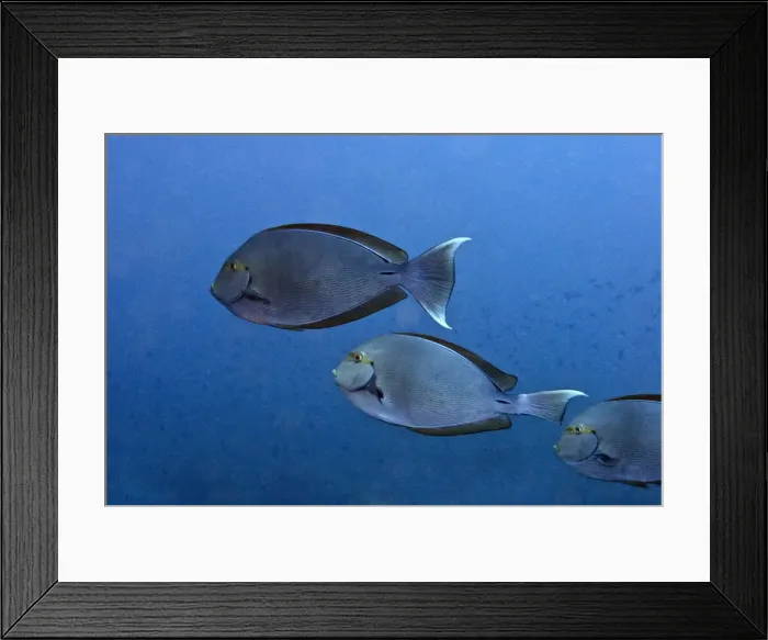 Framed Print : Surgeonfish - Indonesia Framed Print : Surgeonfish - Indonesia