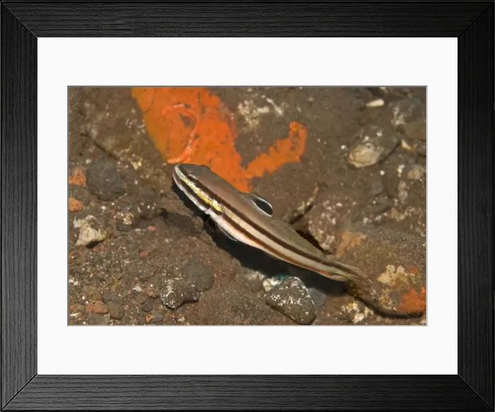 Framed Print : Twostripe Goby - Secret Bay - Bali - Indonesia Framed Print : Twostripe Goby - Secret Bay - Bali - Indonesia