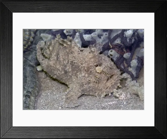 Framed Print : Frogfish - (note the worm like lure above the mouth) - off the coast of Bali - Indonesia Framed Print : Frogfish - (note the worm like lure above the mouth) - off the coast of Bali - Indonesia