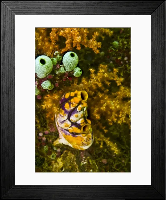 Framed Print : Ascidian, Pentacta lutea. small ascidians, (Didemnum molle) Two species of ascidian living in harmony with a soft coral - Indonesia Framed Print : Ascidian, Pentacta lutea. small ascidians, (Didemnum molle) Two species of ascidian living in harmony with a soft coral - Indonesia