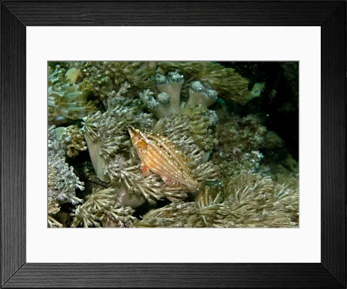 Framed Print : Cockerel Wrasse - hides in soft corals and algae beds - Indonesia Framed Print : Cockerel Wrasse - hides in soft corals and algae beds - Indonesia