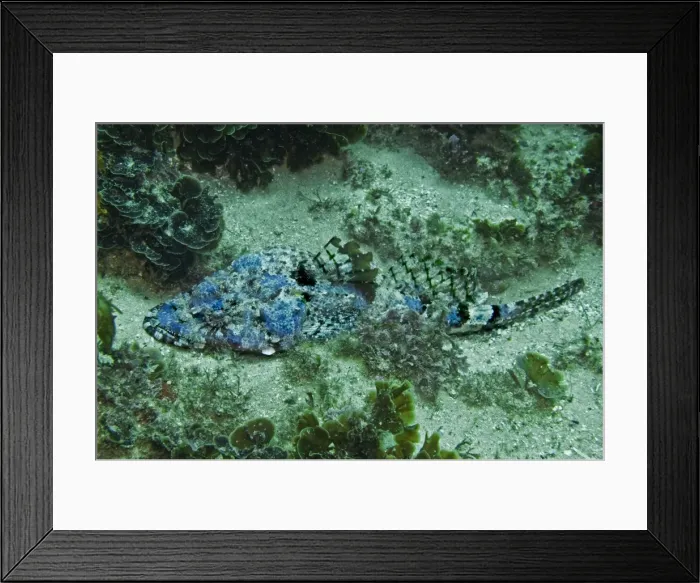 Framed Print : Tassel-snouted Flathead - temperate to very cold water - Manly - Sydney Australia Framed Print : Tassel-snouted Flathead - temperate to very cold water - Manly - Sydney Australia