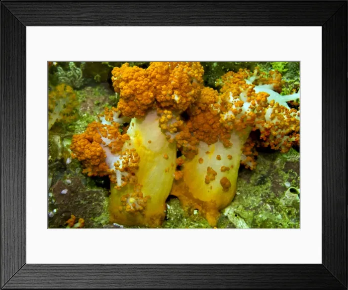 Framed Print : Soft Coral - only found where there are strong currents - Asmat - Indonesia Framed Print : Soft Coral - only found where there are strong currents - Asmat - Indonesia
